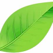 Single Plant Leaf