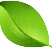 Single Plant Leaf PNG Clipart