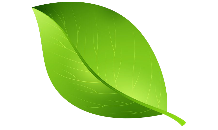 Single Plant Leaf PNG Clipart