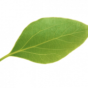 Single Plant Leaf PNG File