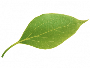 Single Plant Leaf PNG File