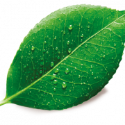 Single Plant Leaf PNG Free Image