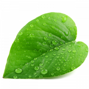 Single Plant Leaf PNG Image