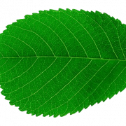 Single Plant Leaf PNG Picture