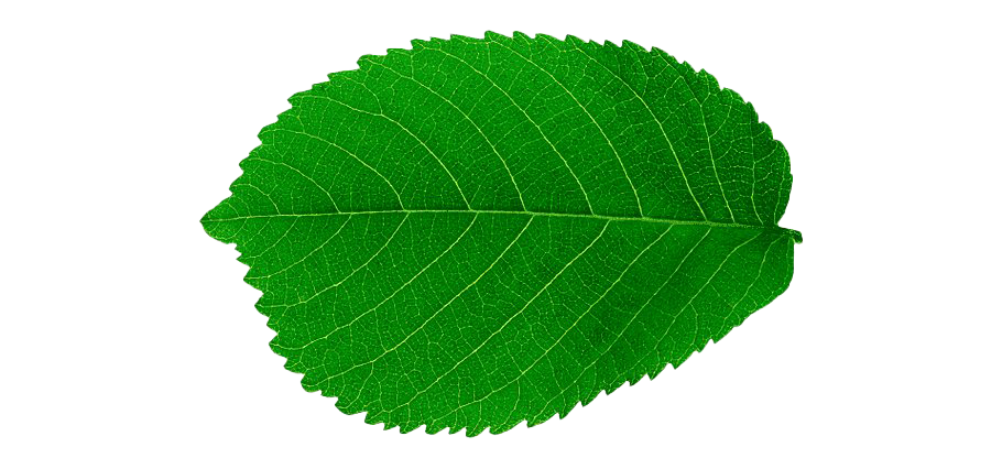 Single Plant Leaf PNG Picture