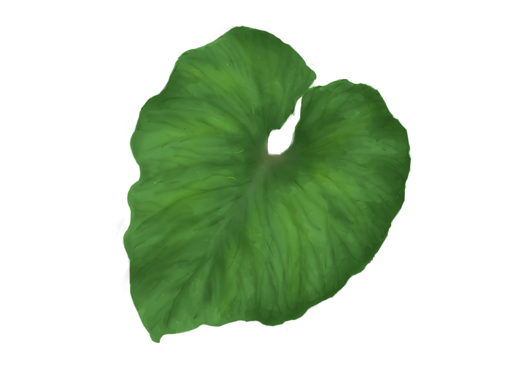 Single Plant Leaf PNG