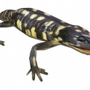 Nakita ang Salamander