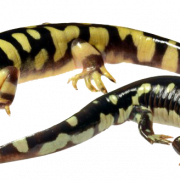 Salamandre tacheté PNG
