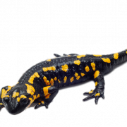 Salamandra manchada PNG Clipart