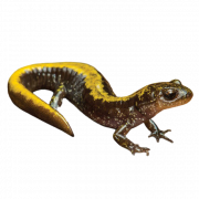 Gevlekte salamander png gratis download