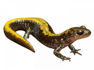 Spotted Salamander PNG Free Download