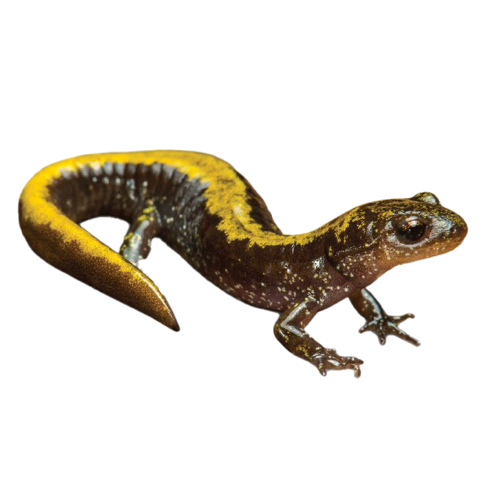 Spotted Salamander PNG Free Download