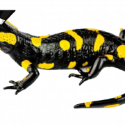 Image de salamandre PNG tachetée
