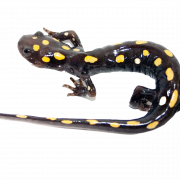 Image PNG de salamandre tachetée