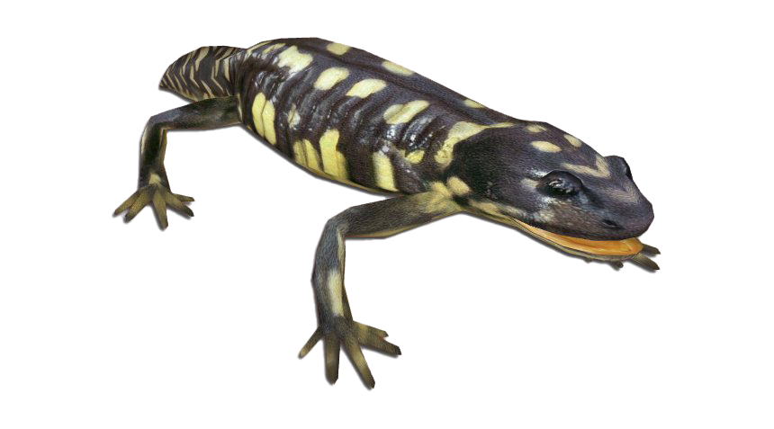 Salamander entdeckte