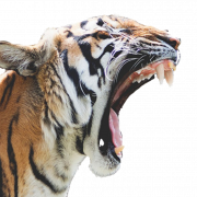 ภาพ Tiger Roar png