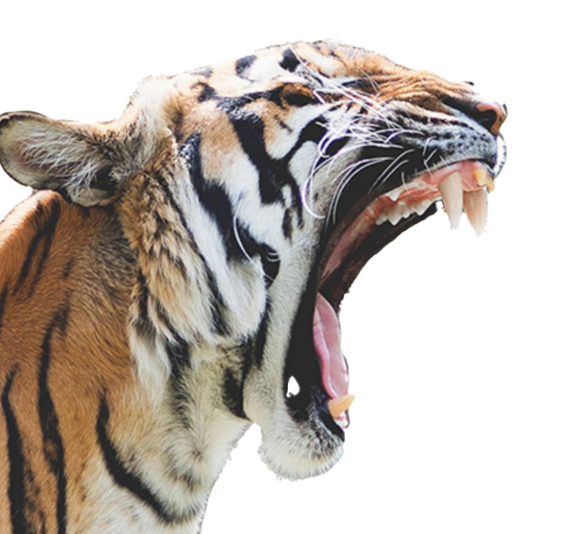 Tiger Roar PNG Image