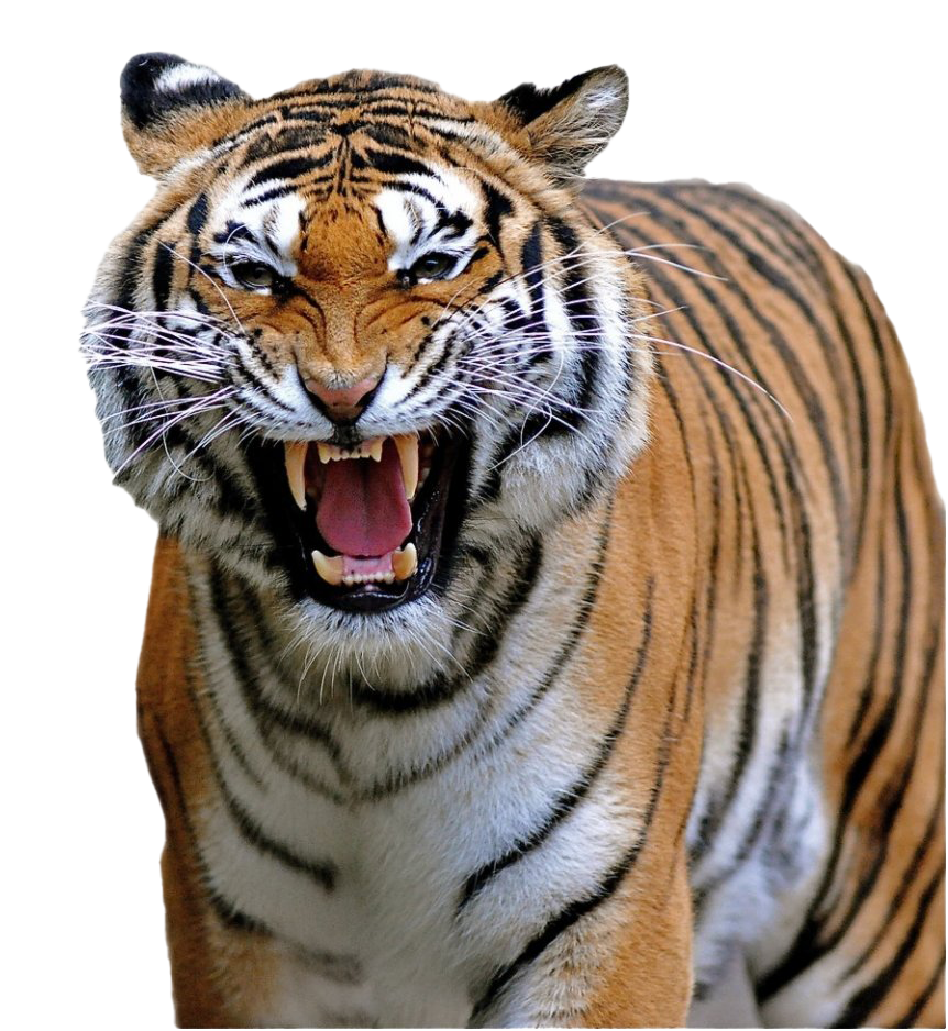 Tiger คำราม