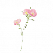 Suluboya Çiçek PNG şeffaf HD fotoğraf