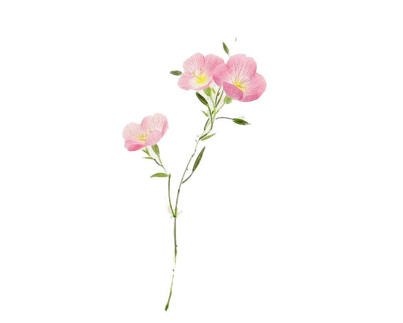 Watercolor Flower PNG Transparent HD Photo