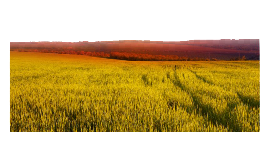 Wheat Field PNG Clipart