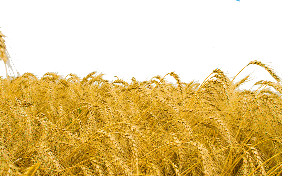 Wheat Field PNG Download Image