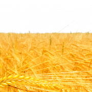Wheat Field PNG File