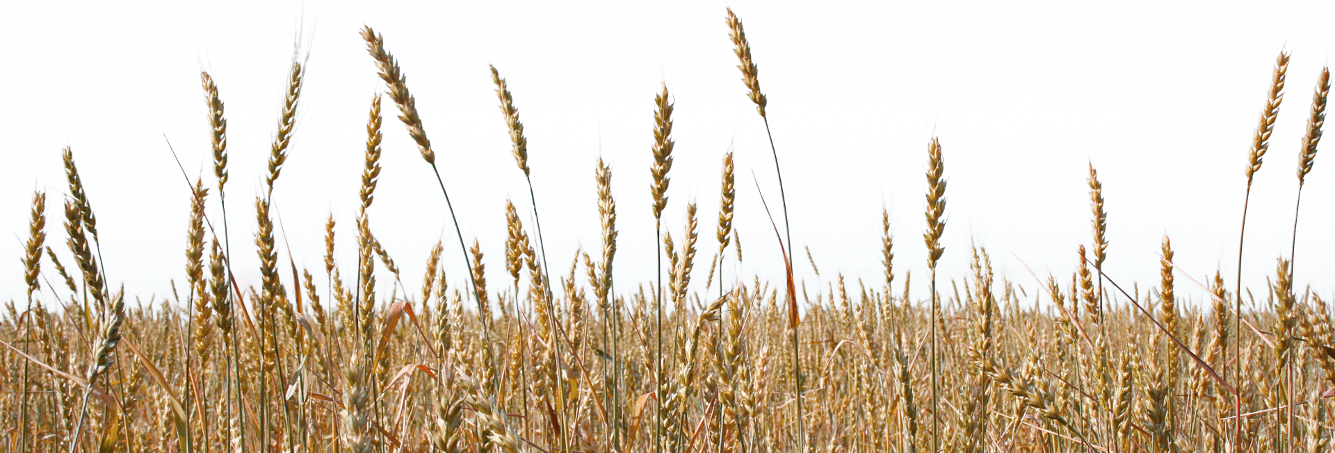Wheat Field PNG File Download Free