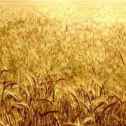 Wheat Field PNG Free Download