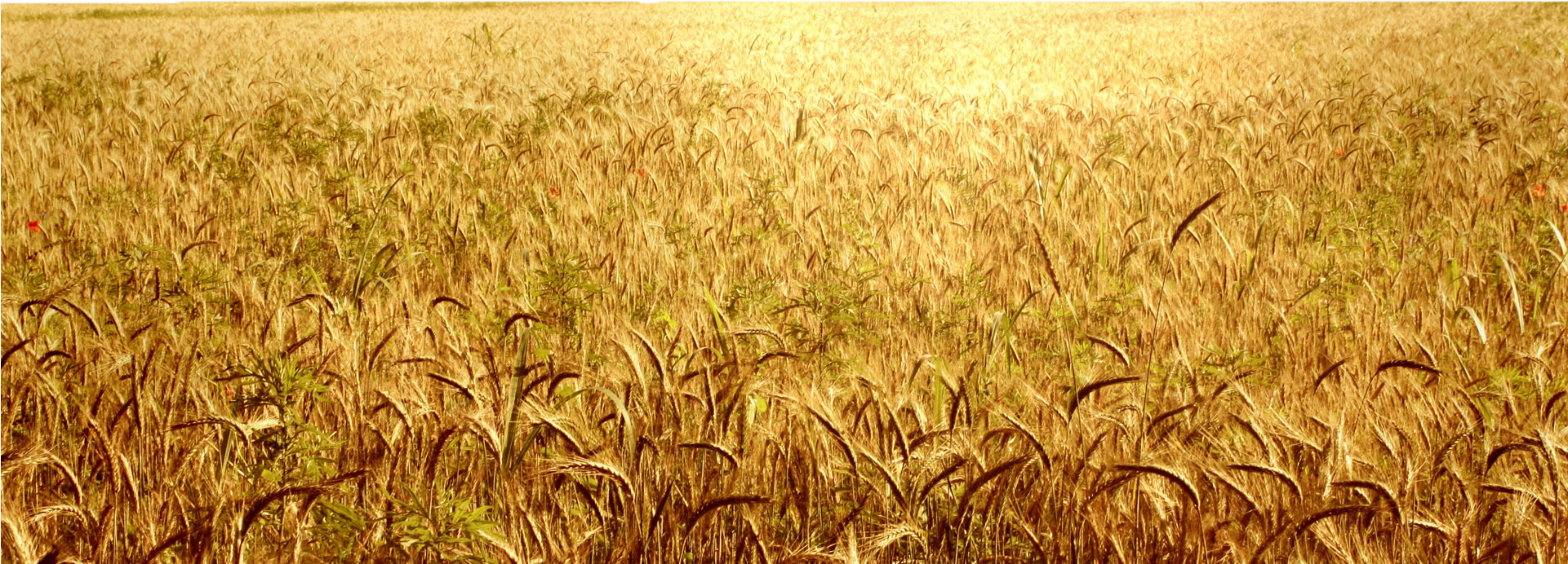 Wheat Field PNG Free Download