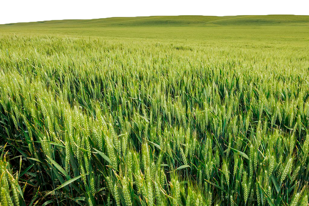 Wheat Field PNG Free Image