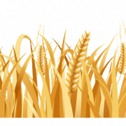 Imagen PNG de campo de trigo