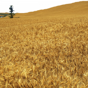 File gambar png bidang gandum