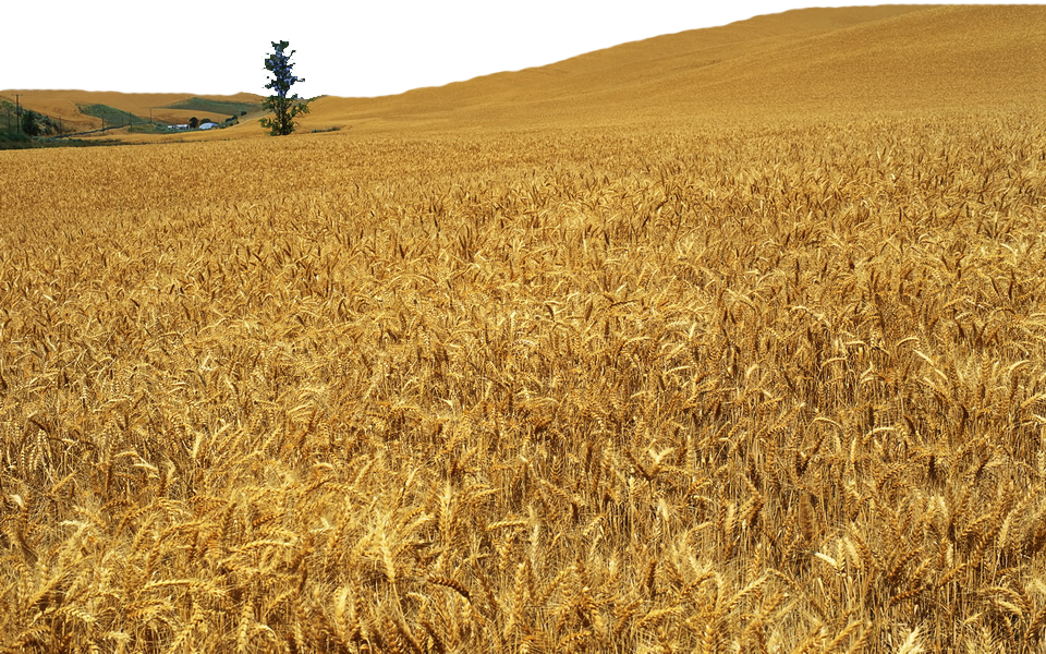 Wheat Field PNG Image File