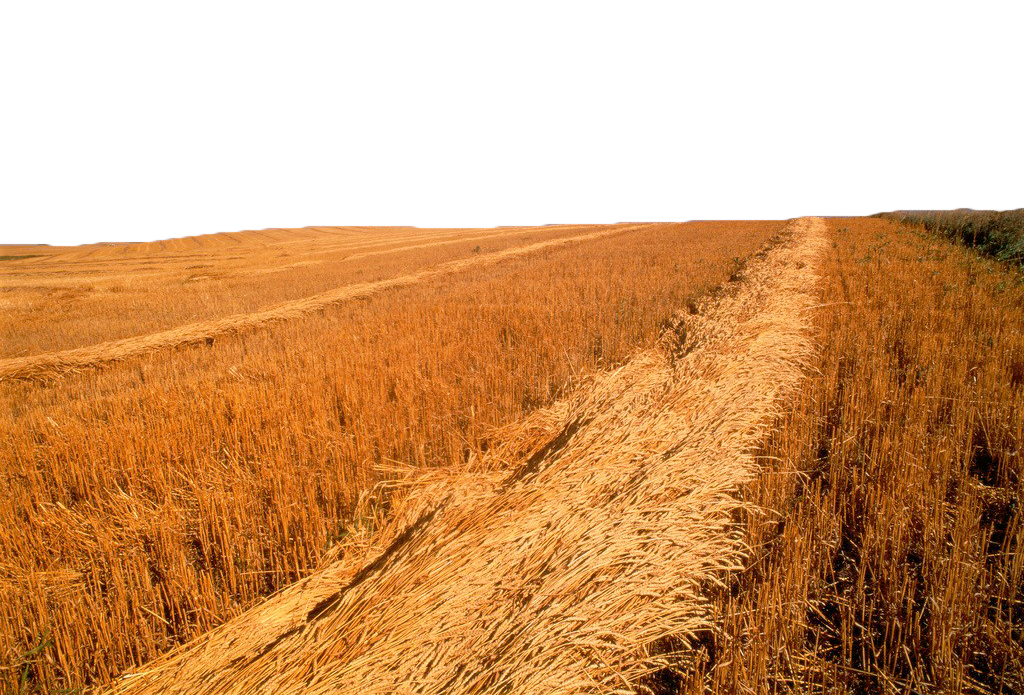 Wheat Field PNG Image HD