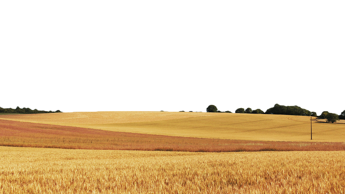 Wheat Field PNG Images