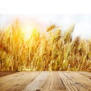 Wheat Field PNG Pic