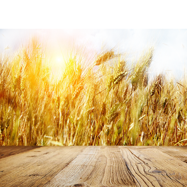 Wheat Field PNG Pic