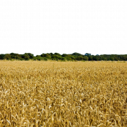 Wheat Field PNG Picture