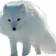 Белая арктическая лиса