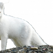 Weißer arktischer Fuchs PNG