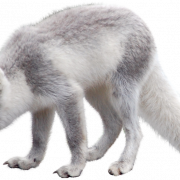 White Arctic Fox PNG Clipart
