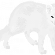 White Arctic Fox PNG HD Image