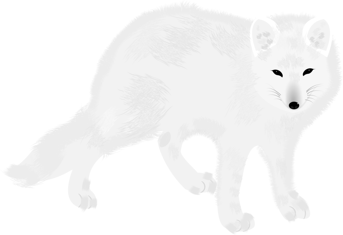White Arctic Fox PNG HD Image