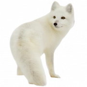 White Arctic Fox PNG Image