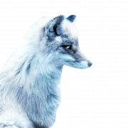 Foto png de raposa ártica branca
