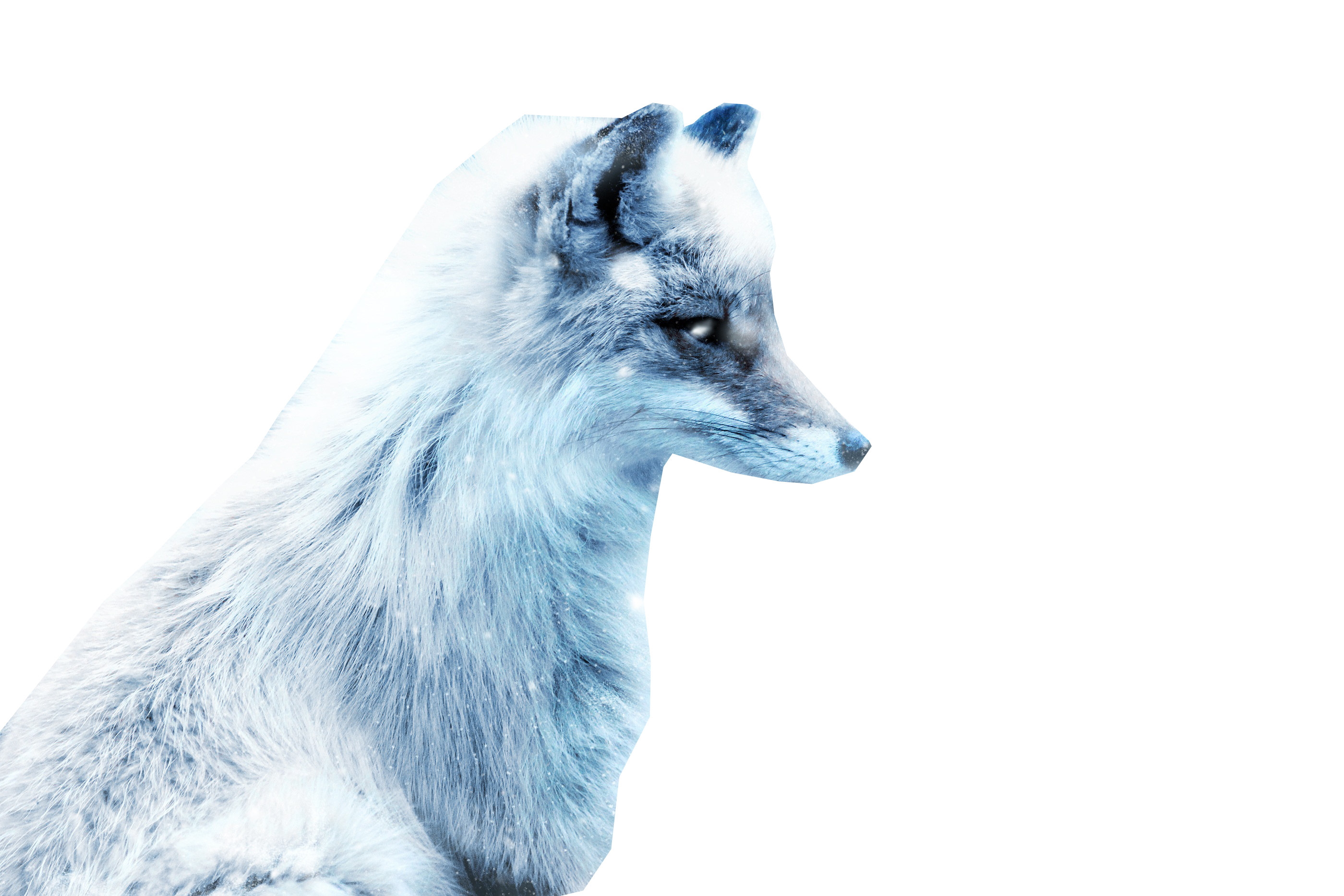 White Arctic Fox PNG Pic