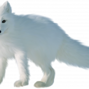 Beyaz Arctic Fox Png resmi