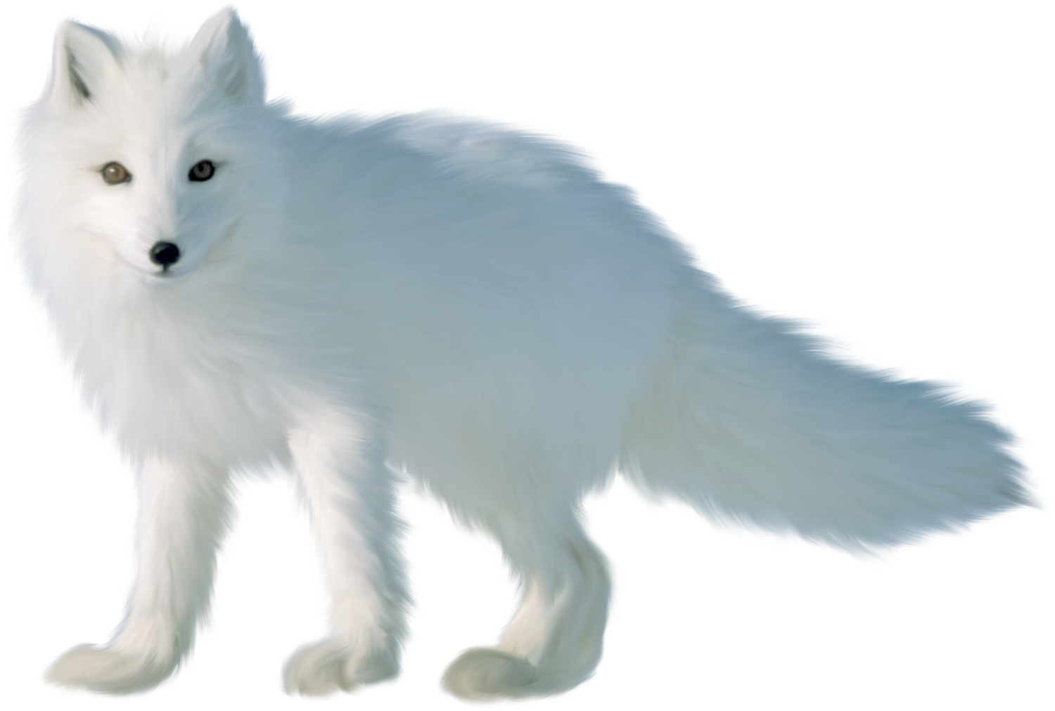 White Arctic Fox PNG Picture