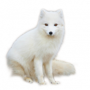 Weißer arktischer Fuchs transparent